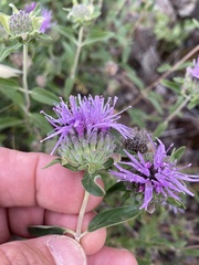 Monardella sheltonii