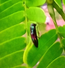 Agrilaxia dohrni