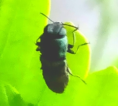 Agrilaxia dohrni