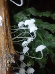 Mycena albidocapillaris
