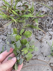 Mikania scandens