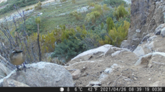 Scelorchilus albicollis