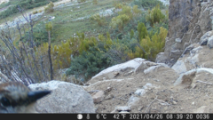 Scelorchilus albicollis