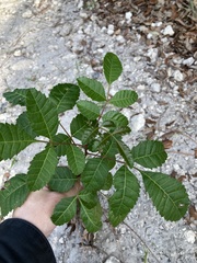Schinus terebinthifolia