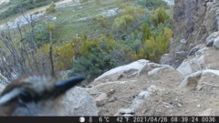 Scelorchilus albicollis