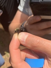 Microdon megalogaster