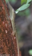 Anolis roquet salinei