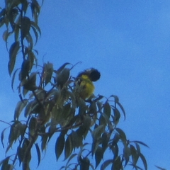 Pheucticus aureoventris