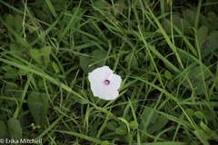 Ipomoea sagittifolia