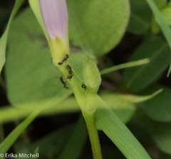 Ipomoea sagittifolia