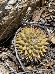 Mammillaria peninsularis