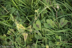 Ipomoea sagittifolia