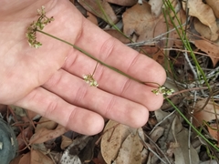 Platysace filiformis