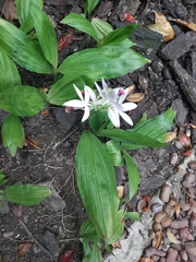 Phaius
