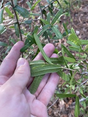 Quercus minima