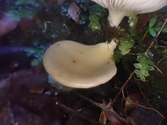 Pleurotus purpureo-olivaceus