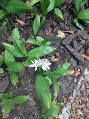 Phaius