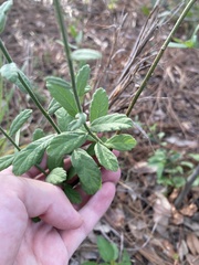 Magnoliopsida