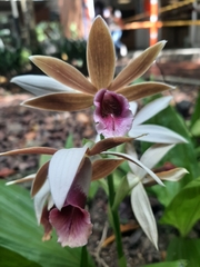 Phaius