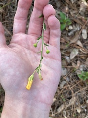 Magnoliopsida