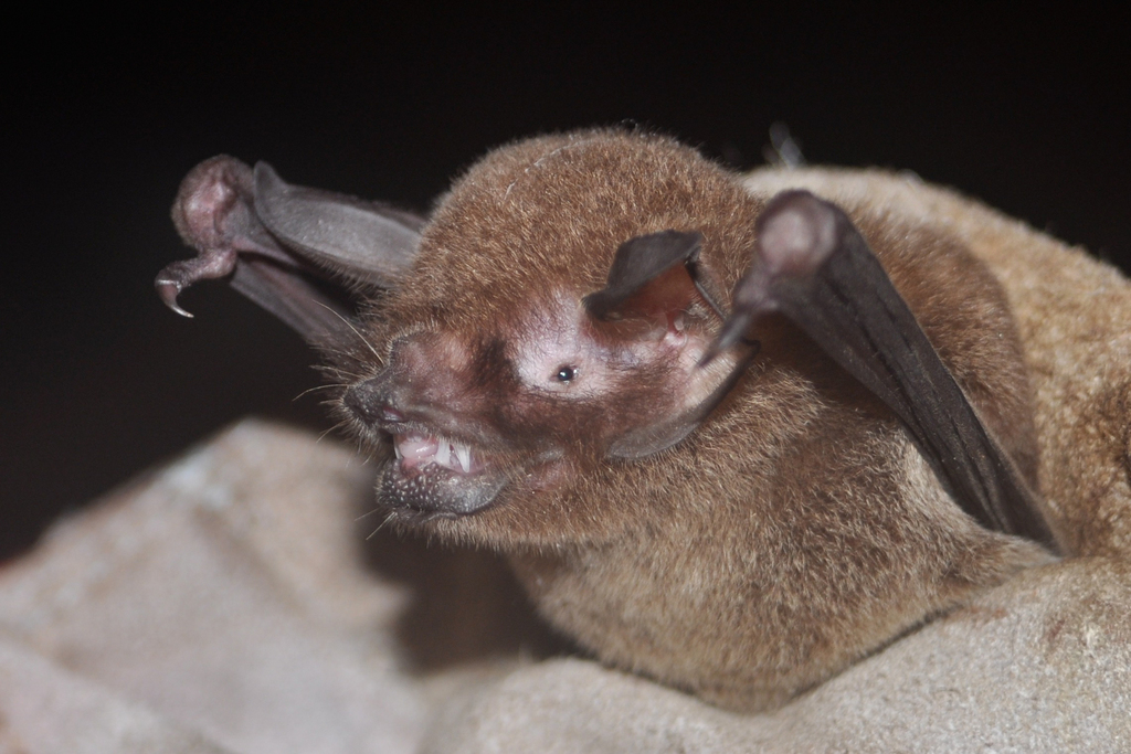 Allen's Common Mustached Bat
