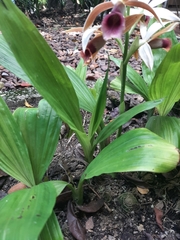 Phaius