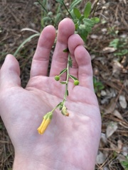 Magnoliopsida