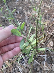 Magnoliopsida