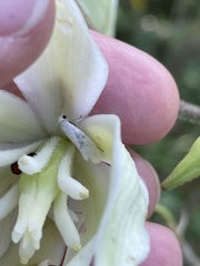 Tegeticula yuccasella