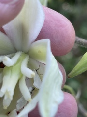 Tegeticula yuccasella