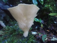 Pleurotus purpureo-olivaceus