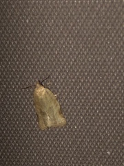 Choristoneura fractivittana