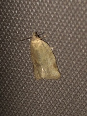 Choristoneura fractivittana