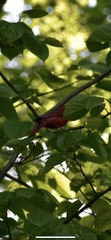Cardinalidae