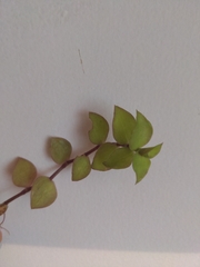 Callisia repens