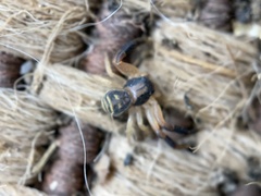 Xysticus texanus