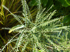Sophora longicarinata