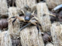 Xysticus texanus