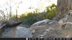 Scelorchilus albicollis