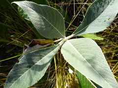 Leucosceptrum canum