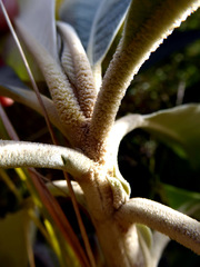 Leucosceptrum canum
