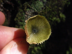 Entoloma chloroxanthum