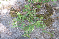 Desmodium marilandicum