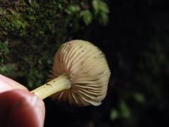 Entoloma chloroxanthum