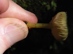 Entoloma chloroxanthum