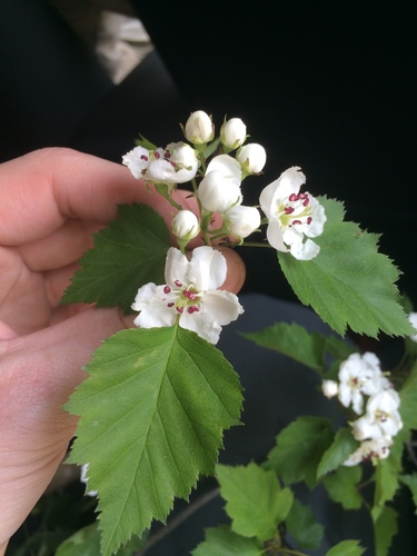 Crataegus levis
