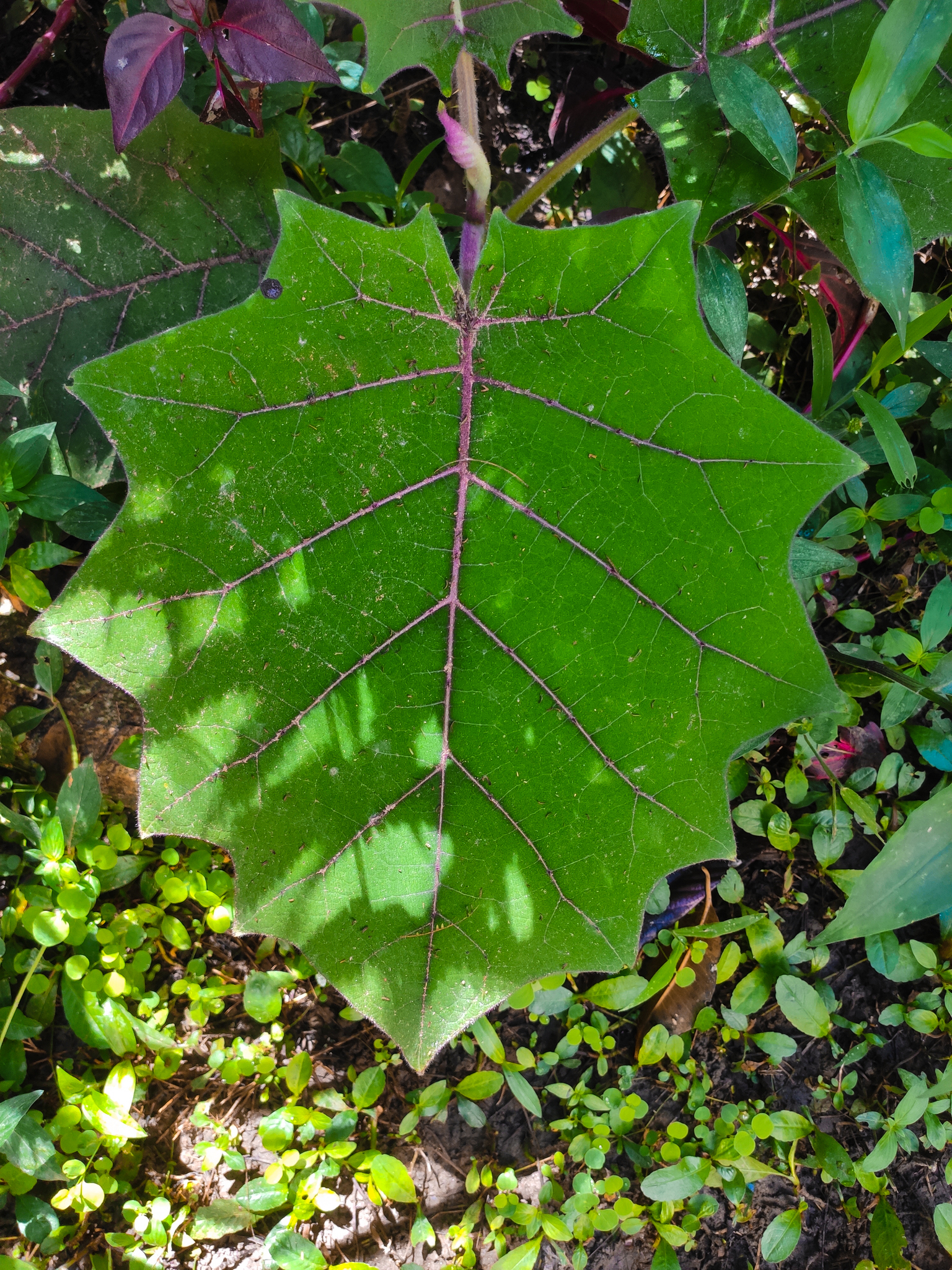 Solanum quitoense image