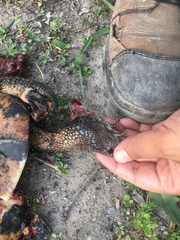 Emydoidea blandingii