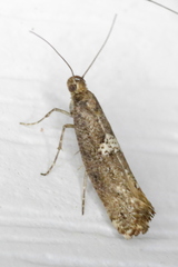 Acrolepiopsis assectella