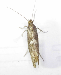 Acrolepiopsis assectella